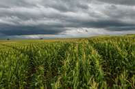China Buys Brazilian Corn In Rare Move To Diversify Supplies