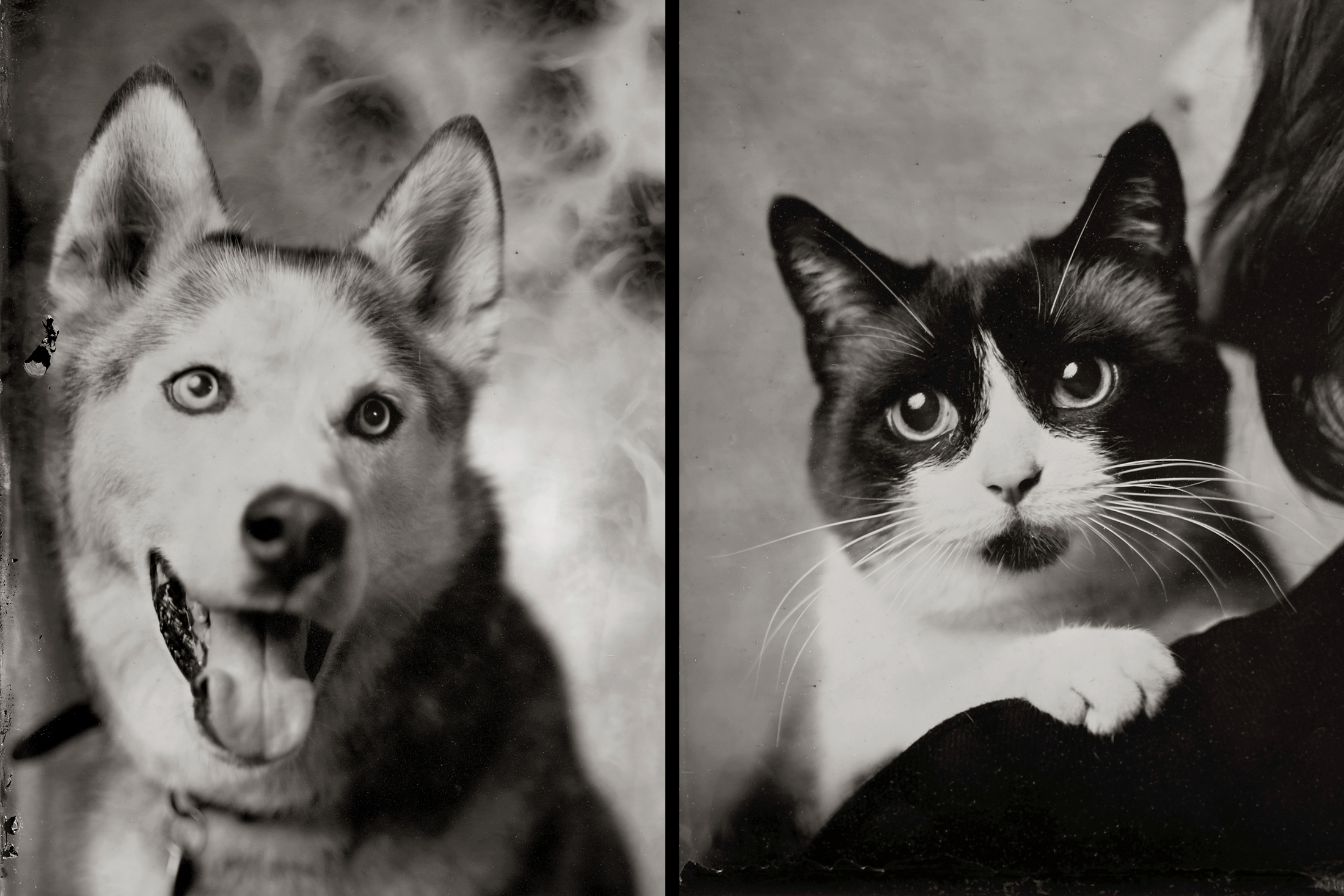 Chekov, an 8-year-old husky, and Moona, a 10-year-old Snowshoe. Photographer: NYC Tintype/Justin Borucki for Bloomberg
