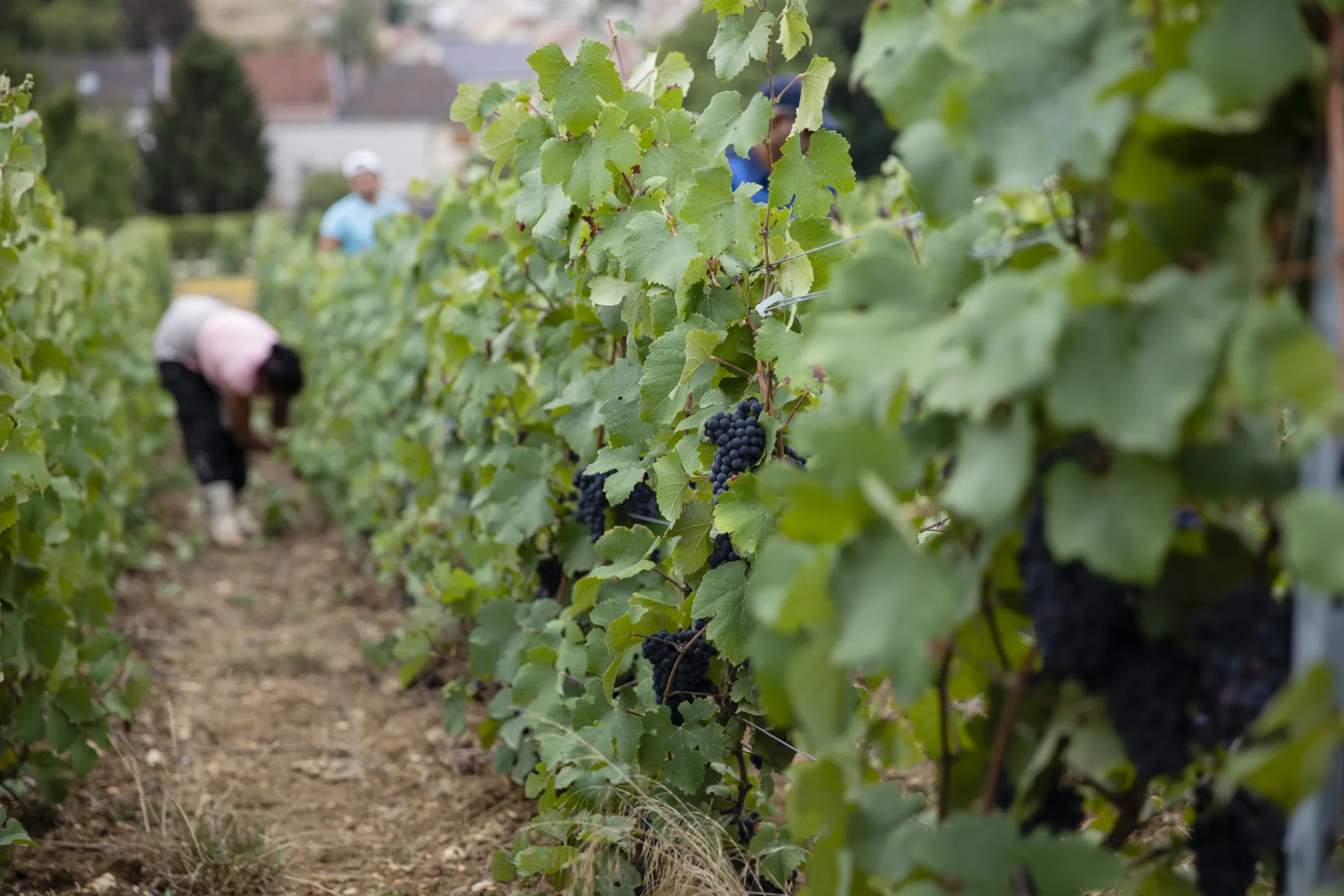 Champagne Producer Taittinger SA Rides Wave of Export-led Growth 