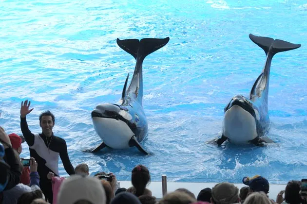 A trainer with orcas Nalani and Malia perform at the Shamu Stadium in the SeaWorld Orlando theme park in Florida