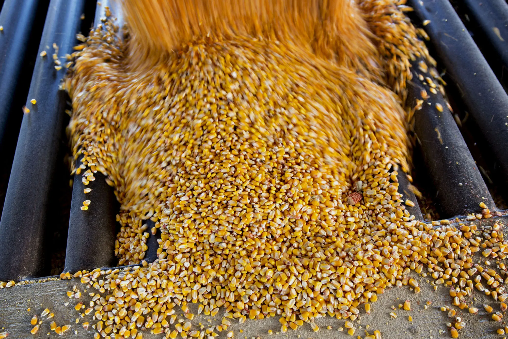 Non-GMO corn is emptied from a truck at a storage site in Malden, Illinois, U.S., on Wednesday, Sept. 30, 2015. Corn exports by the U.S., the biggest producer, are running 28 percent behind last year's pace as a stronger dollar entices buyers to go elsewhere for cheaper supply.
