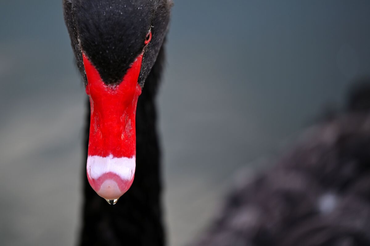 Factor Investing Is Still Safe Despite the Value Black Swan - Bloomberg