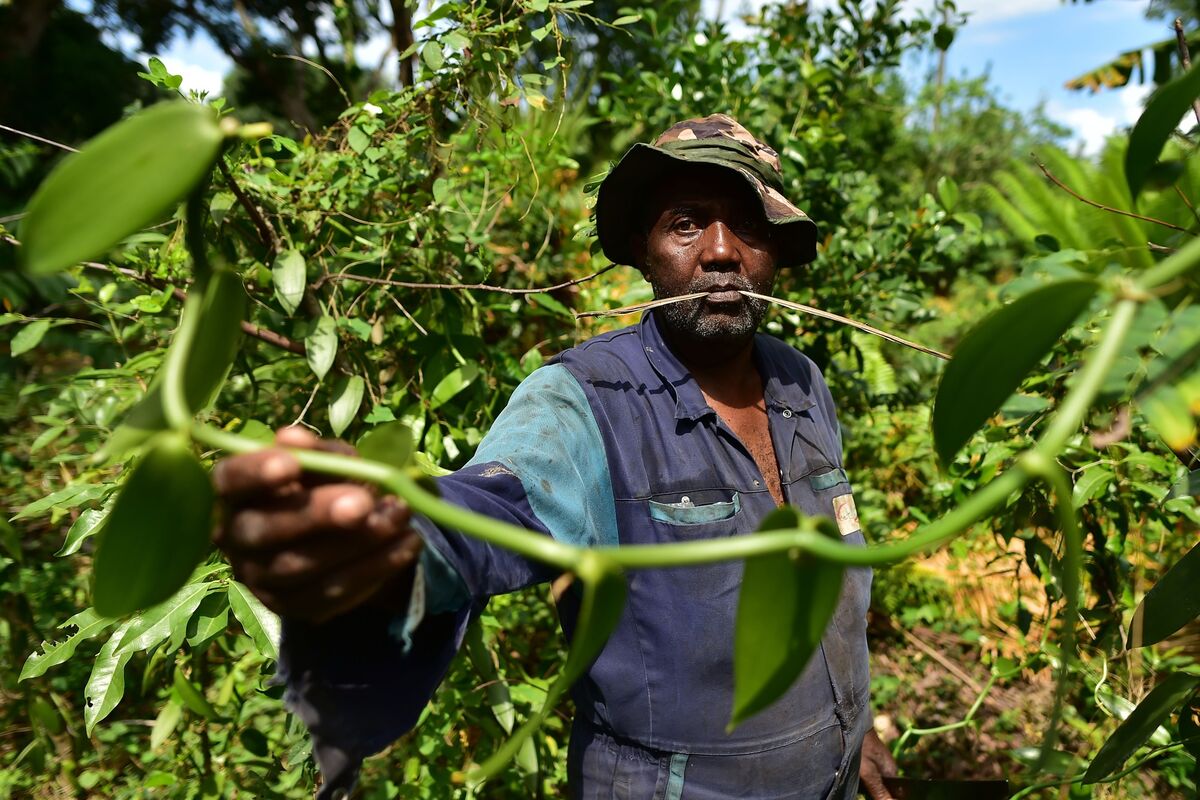 Vanilla cultivation can boost biodiversity in Madagascar •