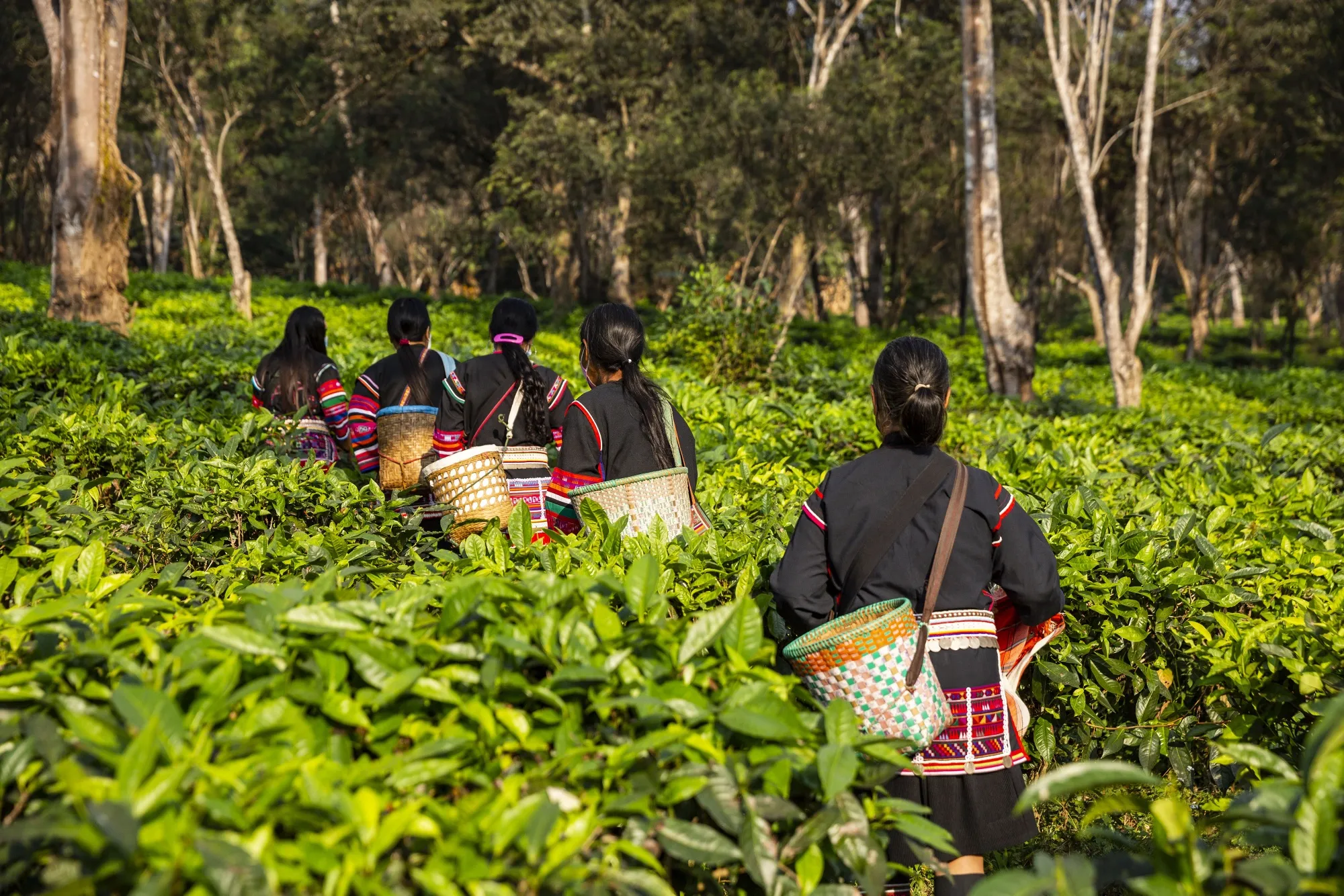 Workers at a tea plantation in Chiang Mai, Thailand.