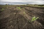Plant shoots sit on dried earth in a farmer's field affected by drought in Mpumalanga, South Africa, on Friday, Nov. 27, 2015.&nbsp;