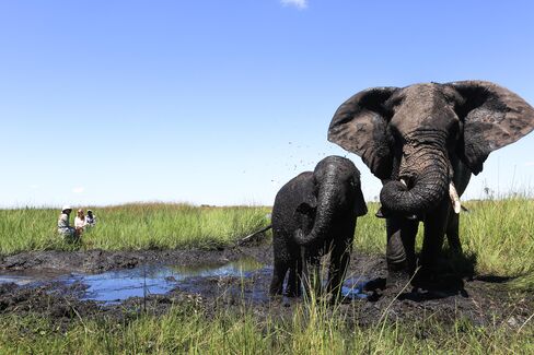 Elephants at Abu Camp.