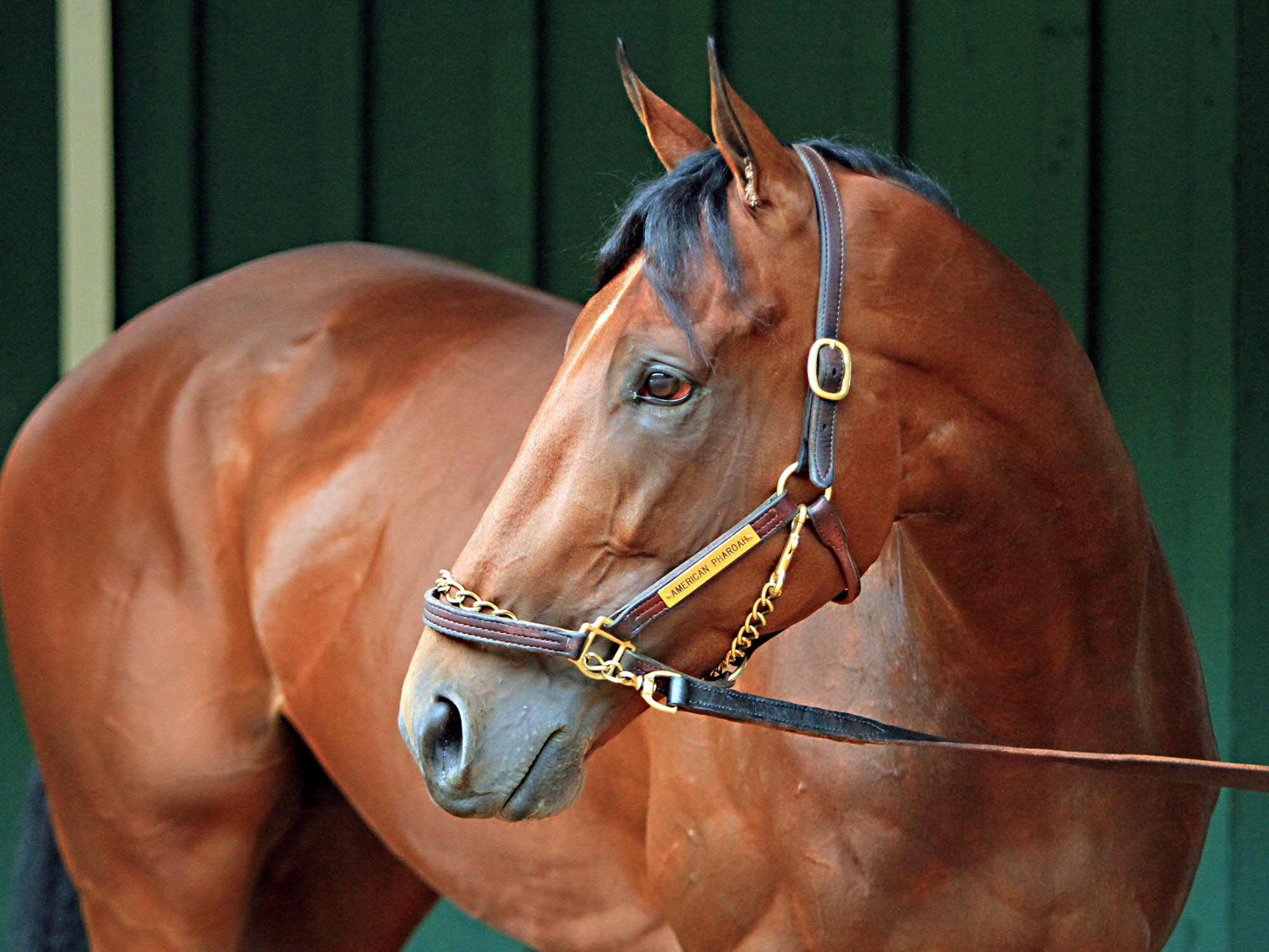 жеребец крекер. блейзер порода лошадей. выведи лошадь. Pharaon лошадь. Florida cracker horse.