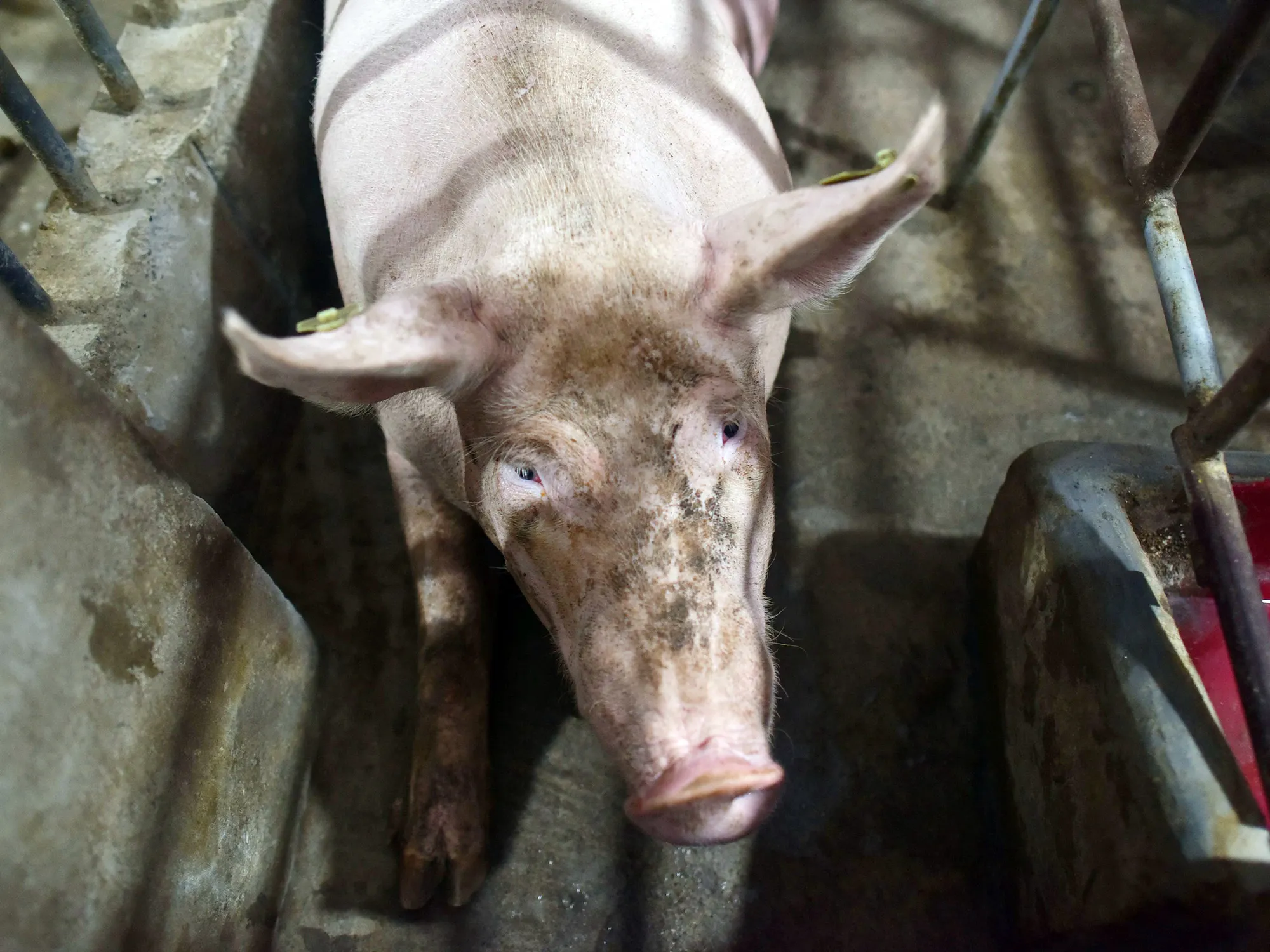 A pig farm in Henan province, China.