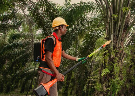 ‘Intelligent’ Cutters for Trees to Ease Malaysia Palm Oil Labor Crunch