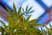 Marijuana Drug That's Made in England