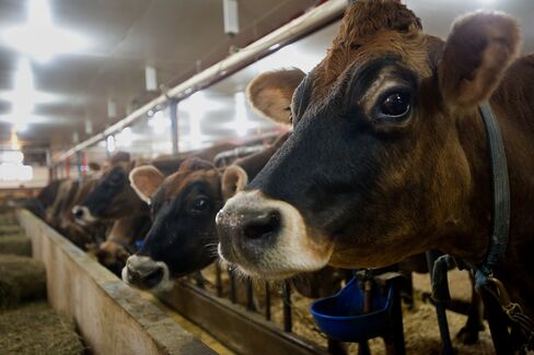 Milk Rout Ending on Worst N.Z. Drought in 30 Years