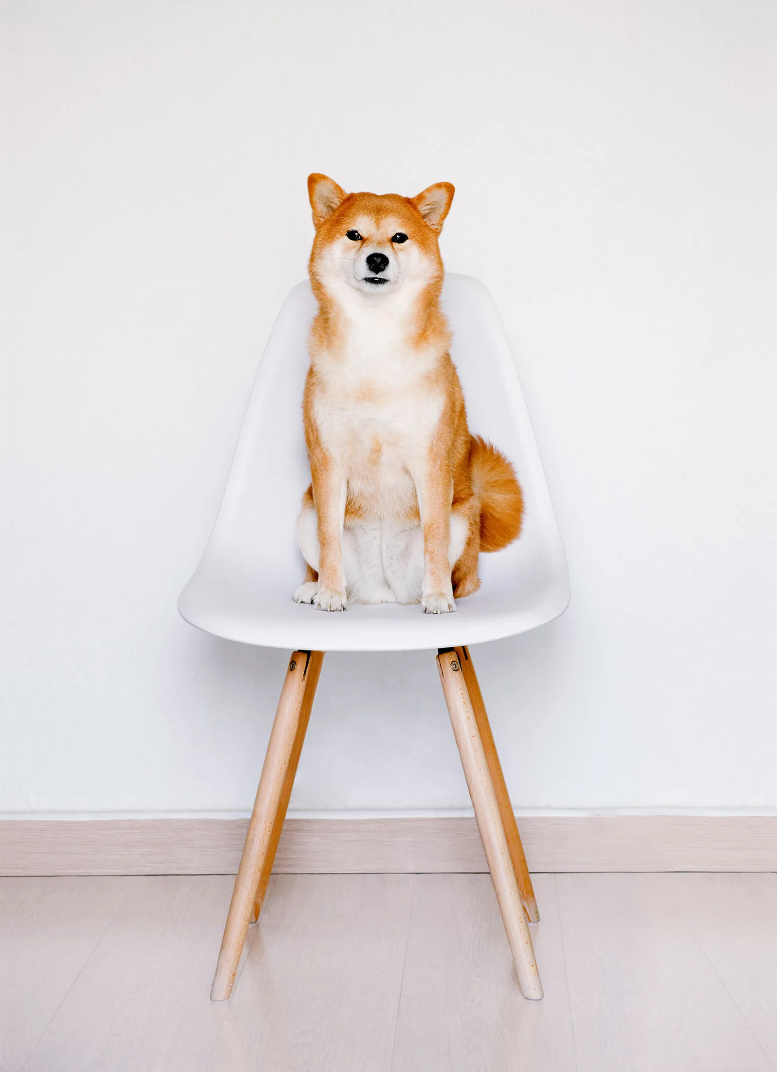shiba Shiba Inu, Dogecoin Crypto Interest Drives Demand for Real Dogs - Bloomberg