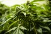 Cannabis Production As Uruguay Bets On Medical Marijuana Exports