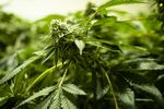 Cannabis Production As Uruguay Bets On Medical Marijuana Exports