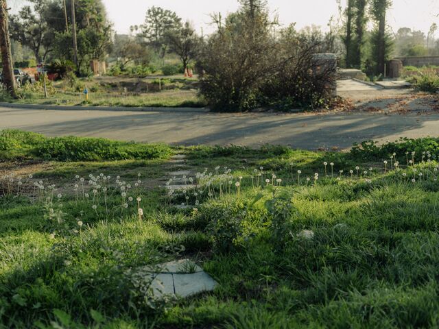 Dandelions sprout after winter rains on a cleared lot in Altadena. 