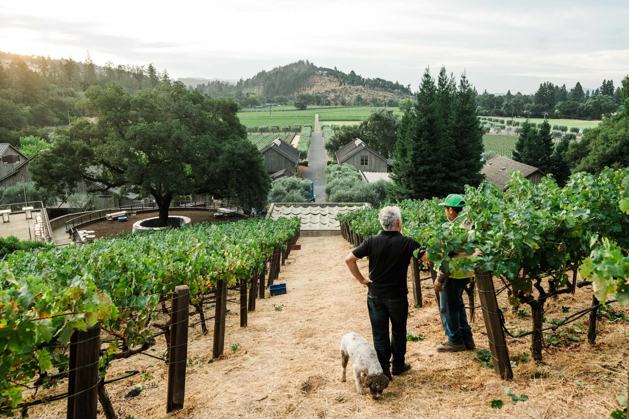 The Napa Valley Reserve during a harvest morning.