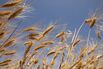Wheat Harvest As Global Food Threats Are On the Rise