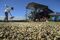 Coffee Rises as Brazil Plans Aid for Farmers
