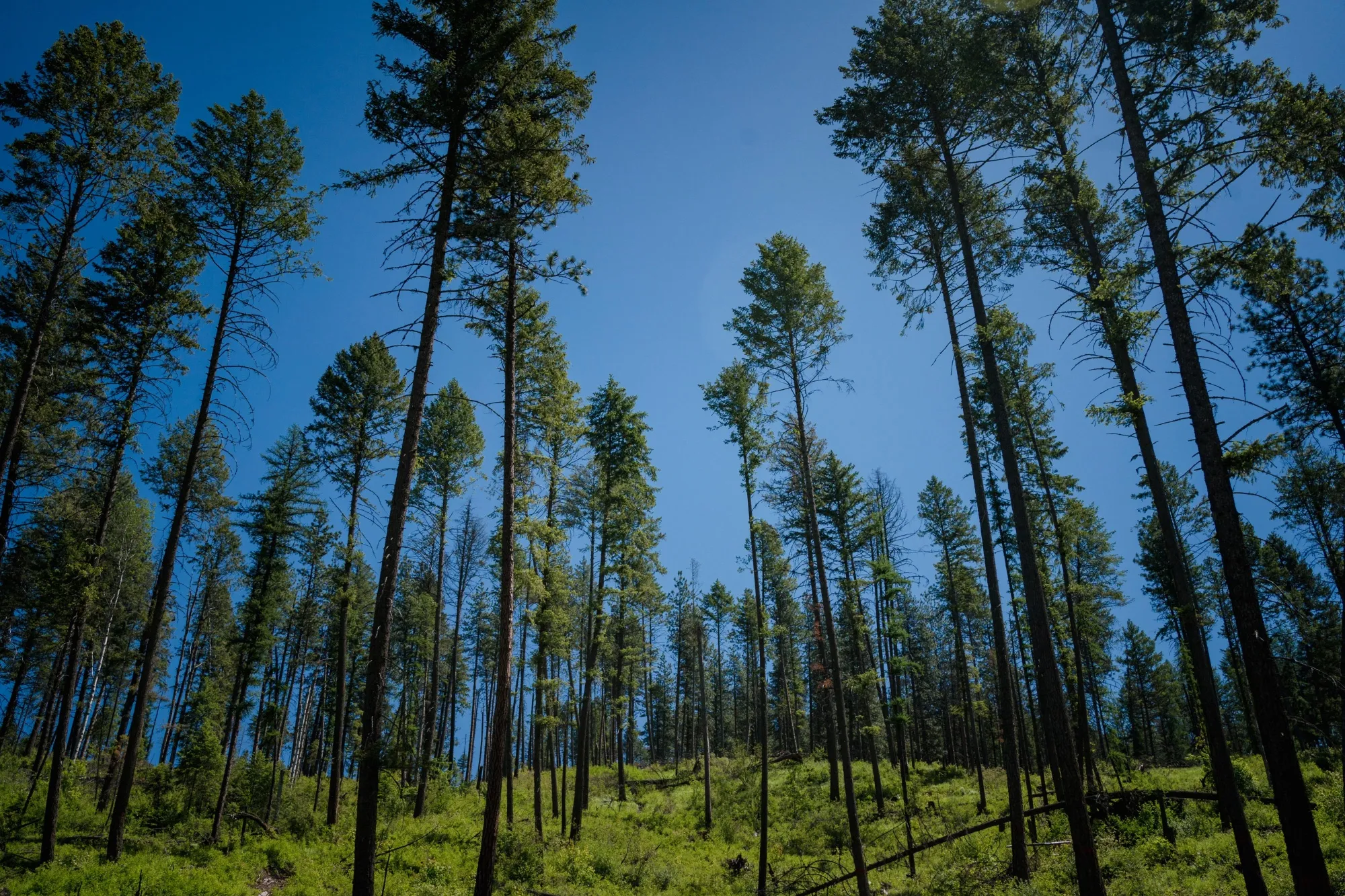 Woods selectively thinned to help prevent fire and provide material for mass timber in Colville National Forest.