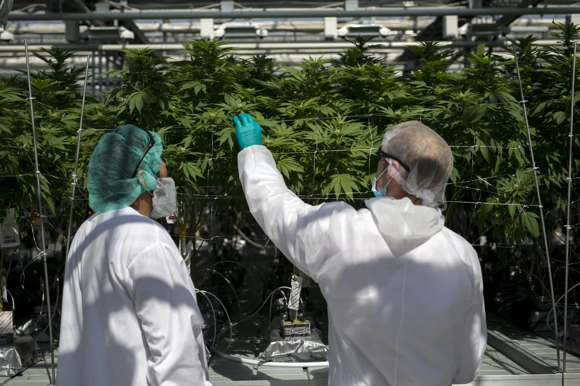 Employees inspect cannabis plants at the CannTrust Holdings Inc. Niagara Perpetual Harvest facility in Pelham, Ontario, Canada, on Wednesday, July 11, 2018. Canadian pot stocks have had a wild ride in the past year with the BI Canada Cannabis Competitive Peers Index surging about 250 percent from October to December as the road to legalization became clearer in Canada, before dropping by about 36 percent this year.