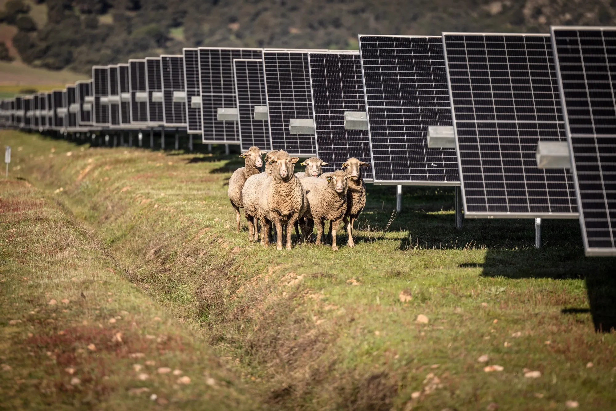 Alternative money managers invest&nbsp;in infrastructure projects like the solar panels above.