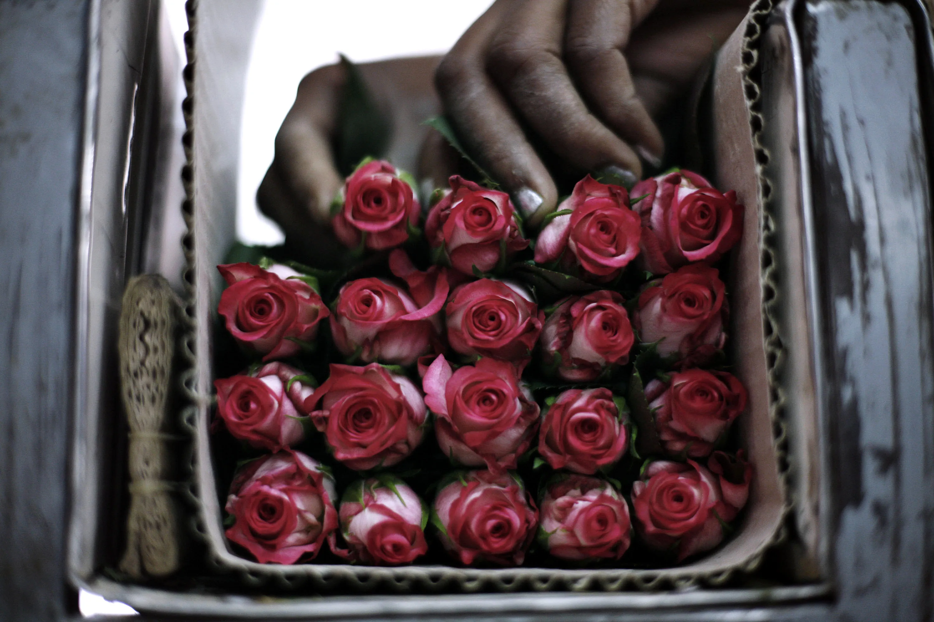 A worker at a flower farm in Ethiopia.