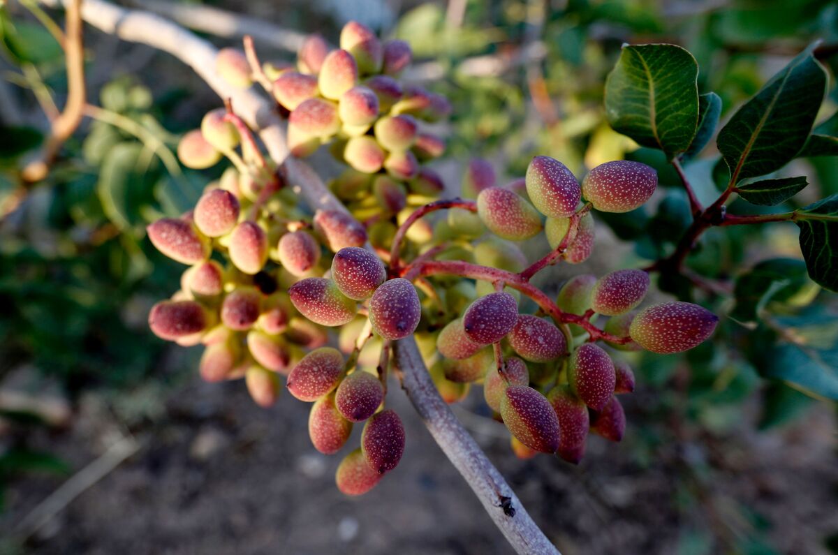 Green Gold Is Getting More Precious in Wartime