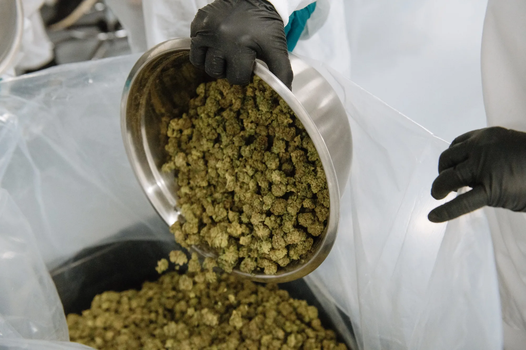A worker pours a bowl of manicured buds into a bag.