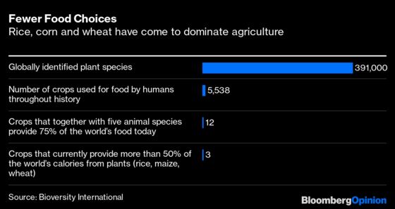 The World’s Food System Is Too Dependent on Wheat