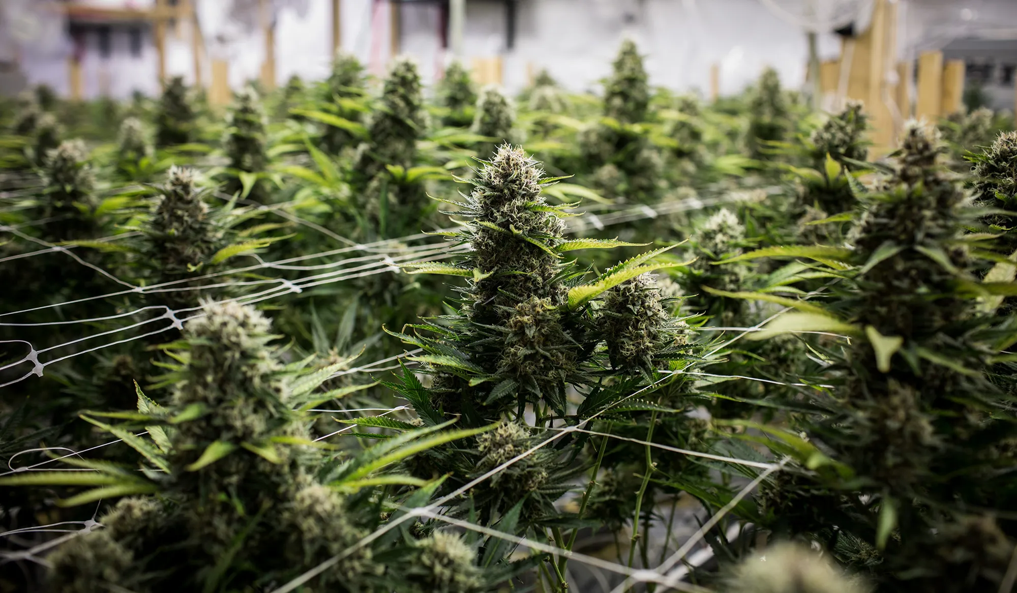marijuana cannabis pot