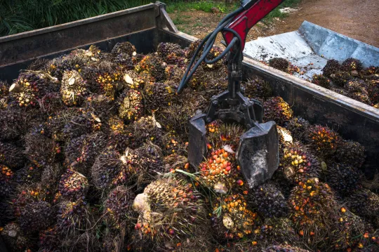 A&nbsp;Sime Darby palm oil plantation in Selangor, Malaysia.
