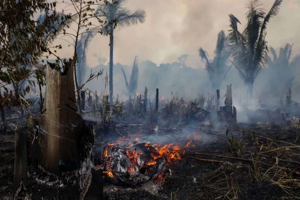 View of a burnt area of Amazon&nbsp;rainforest in Apui,&nbsp;Brazil, 2022.

&nbsp;