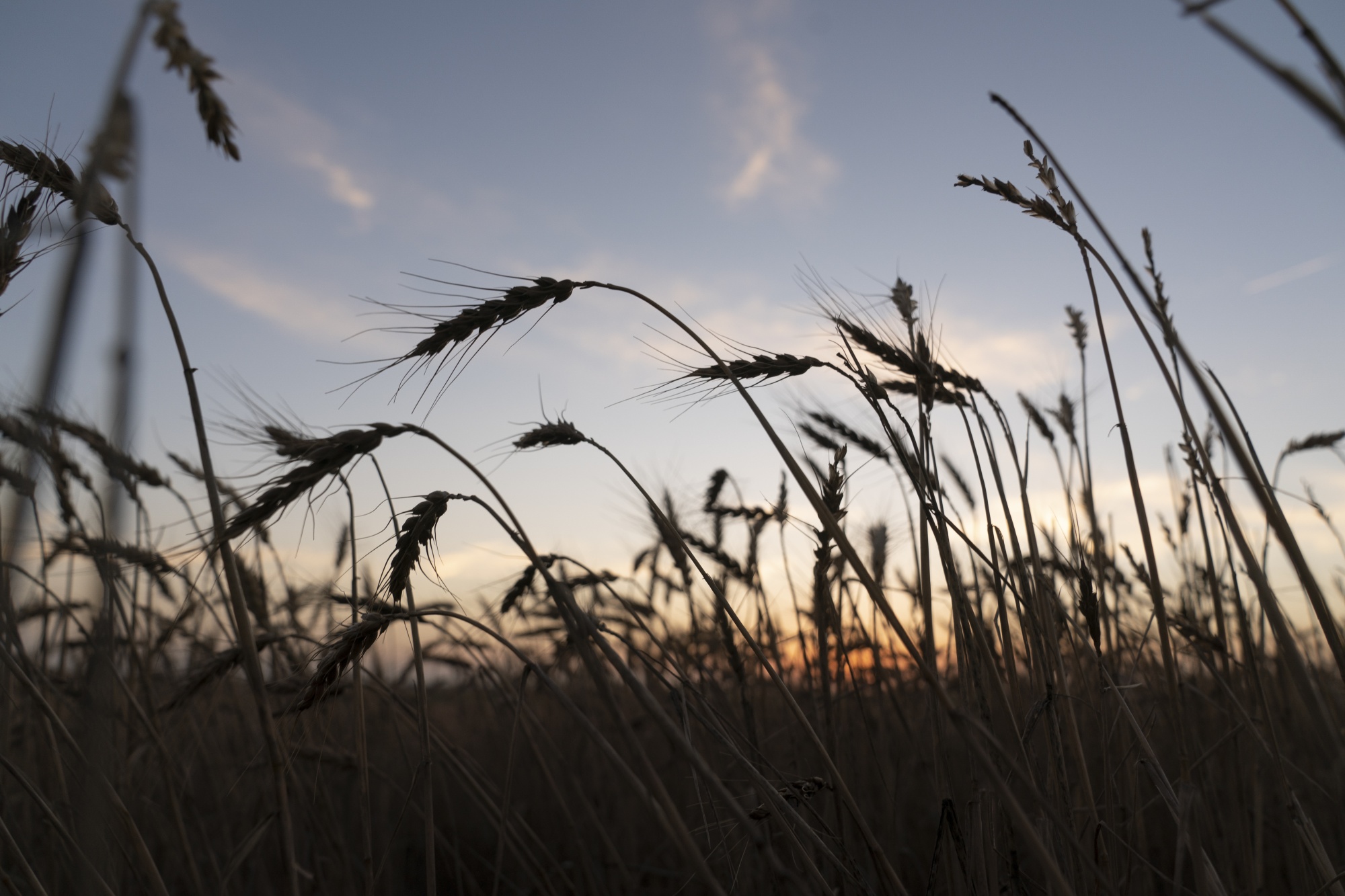 Winter wheat in Corn, Oklahoma. Photographer: Nick Oxford/Bloomberg