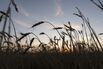 A Wheat Harvest As Grain Futures Mixed With Ukraine And Heat Waves