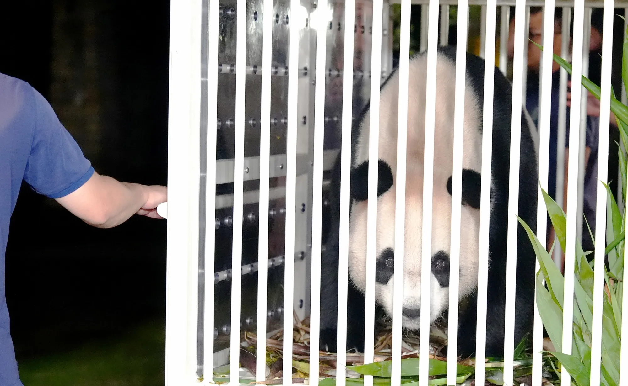 A new pair of giant pandas gifted by Beijing arrives in Hong Kong ...