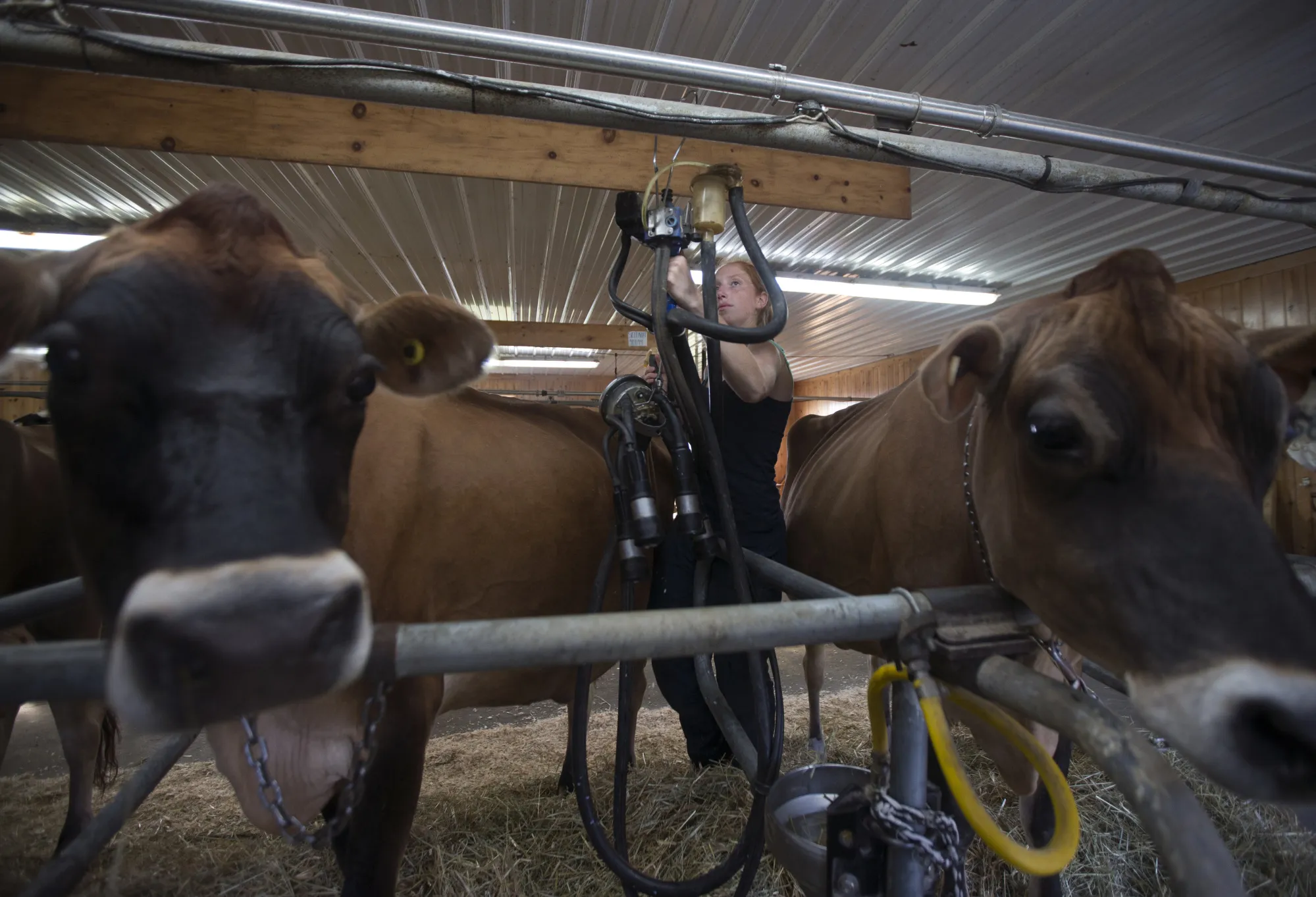 Cows are milked at a North Hatley, Quebec dairy farm in September 2018.