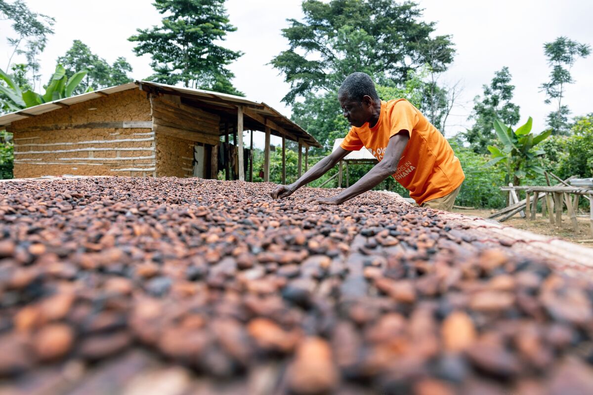 Ghana Cocoa Output May Sink by More Than a Third, Marketer Says