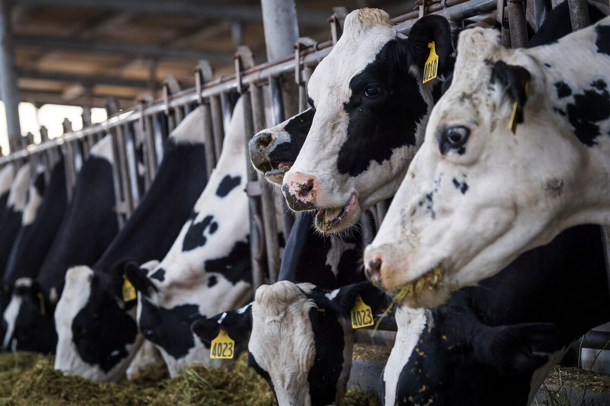 Farmers Are Panic-Buying to Keep America's 95 Million Cows Fed - Bloomberg