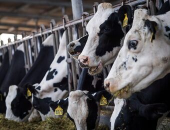 relates to Farmers Are Panic-Buying to Keep America's 95 Million Cows Fed