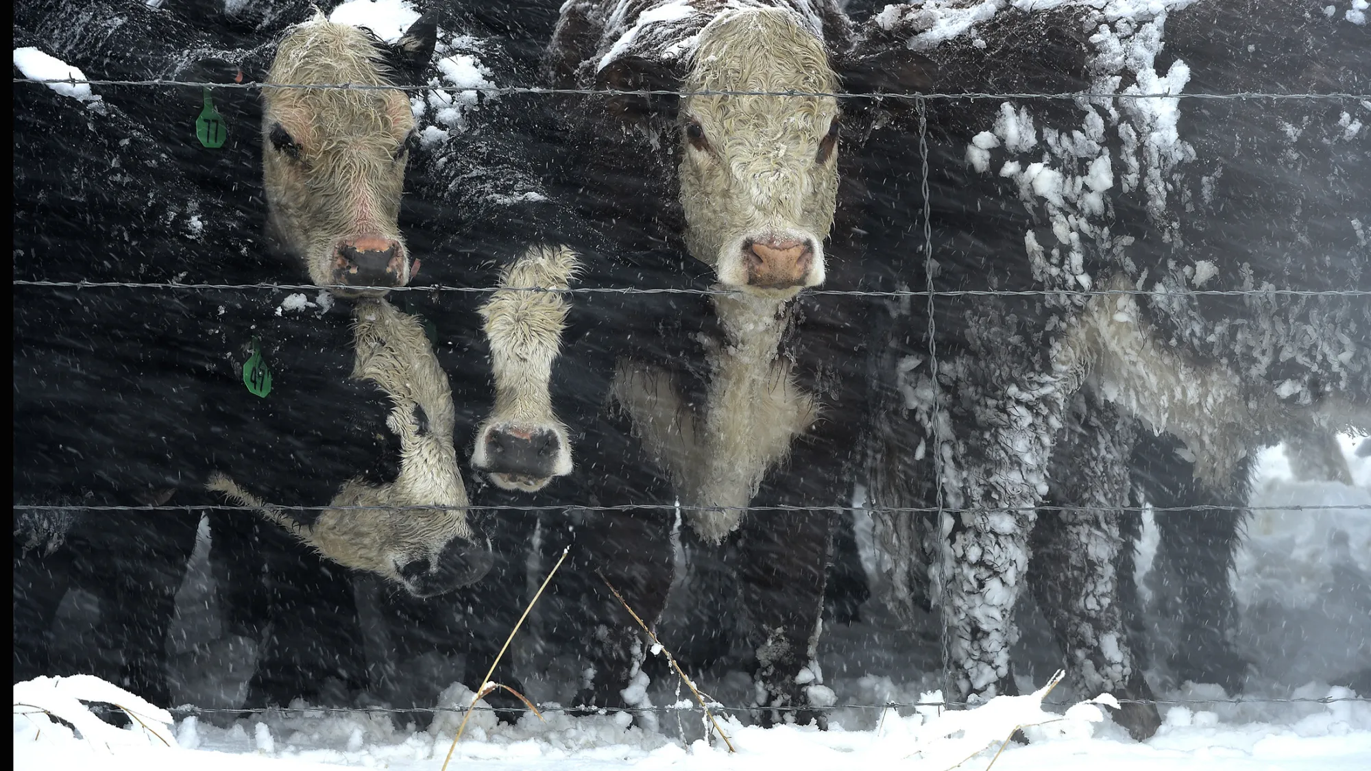 Cows huddle together trying to block the steady blowing snow.
