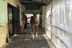 A Deadly Virus From Africa Is Killing Horses in Thailand