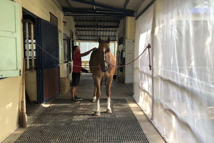 A Deadly Virus From Africa Is Killing Horses in Thailand