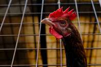 Food Protectionism Spreads With Malaysia Poultry Export Ban