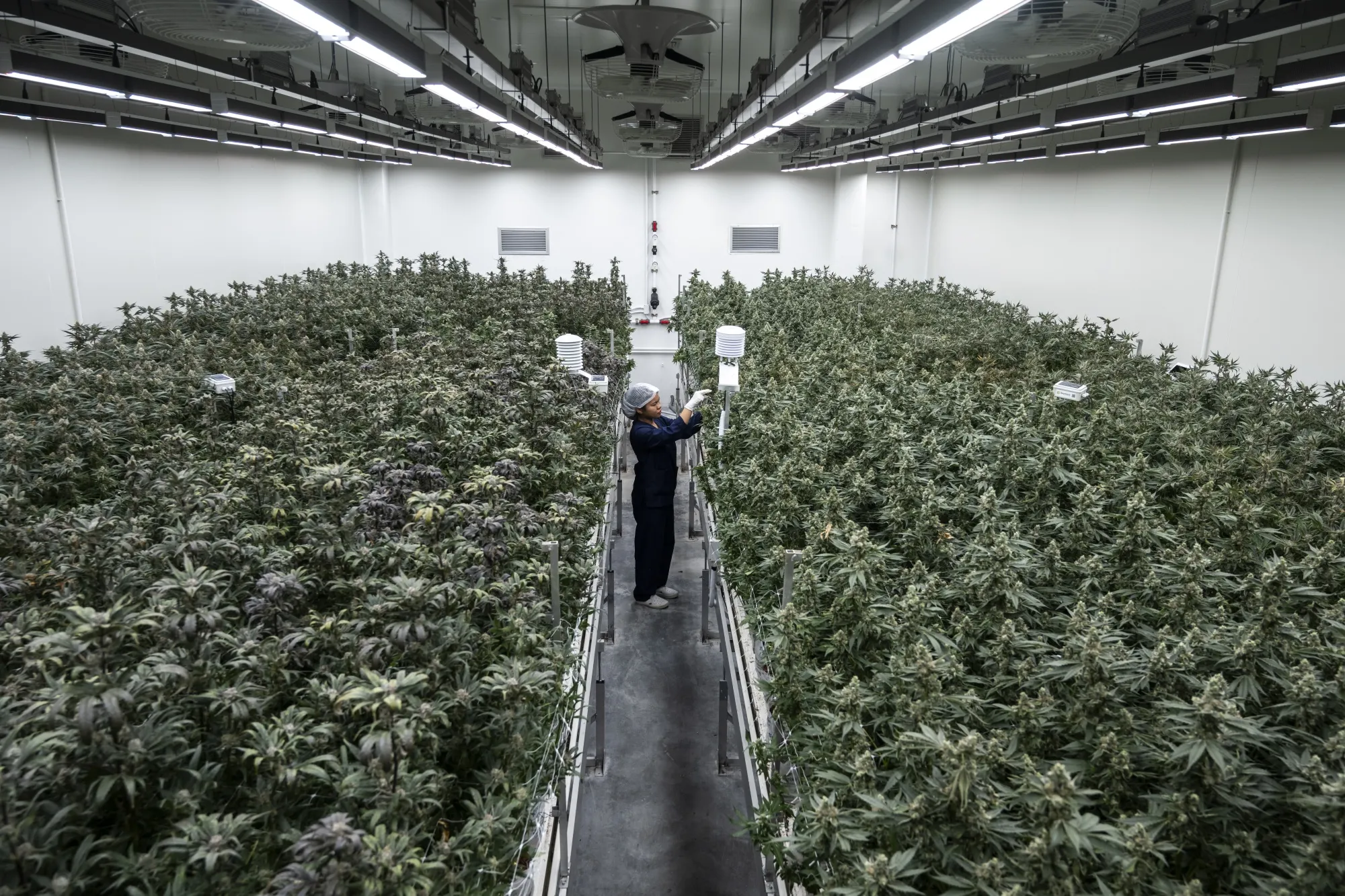 Marijuana plants at a cultivation facility in Samut Prakan, Thailand.