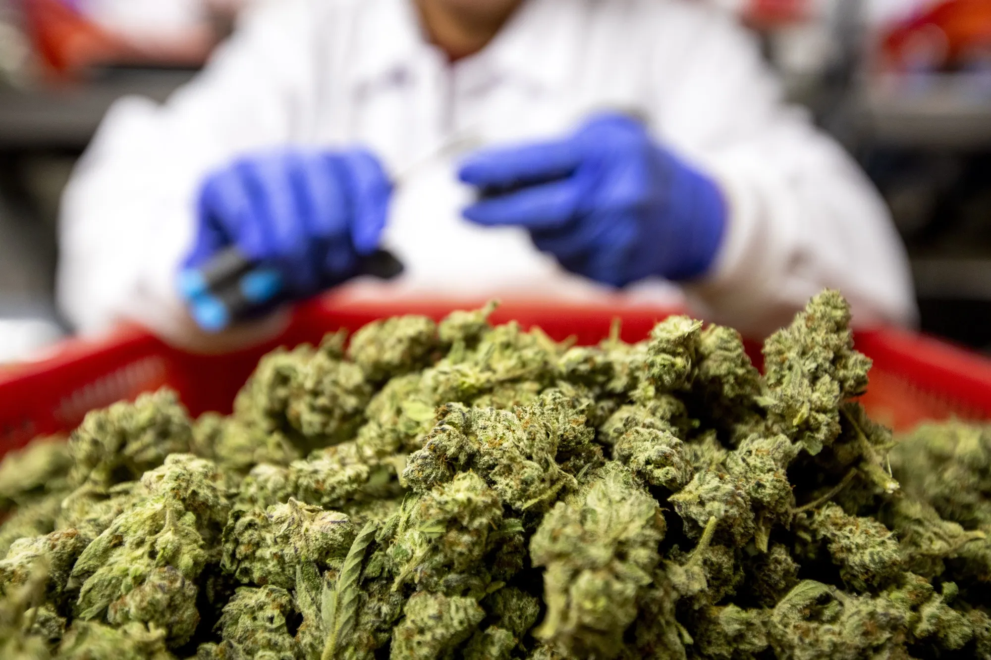 大麻捌隊 米司法省、州認可のマリフアナを危険性の低い薬物に分類－大麻株上昇