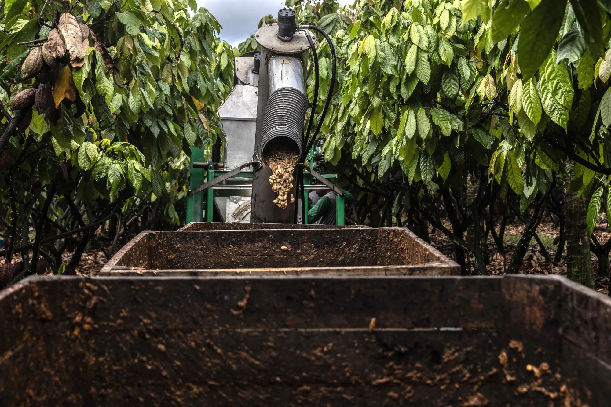 A machine used to harvest cocoa pods on a farm in Eunapolis, Bahia state, Brazil, on April 5.