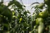 UAE Looks To Agritech To Ease Food-Security Concerns