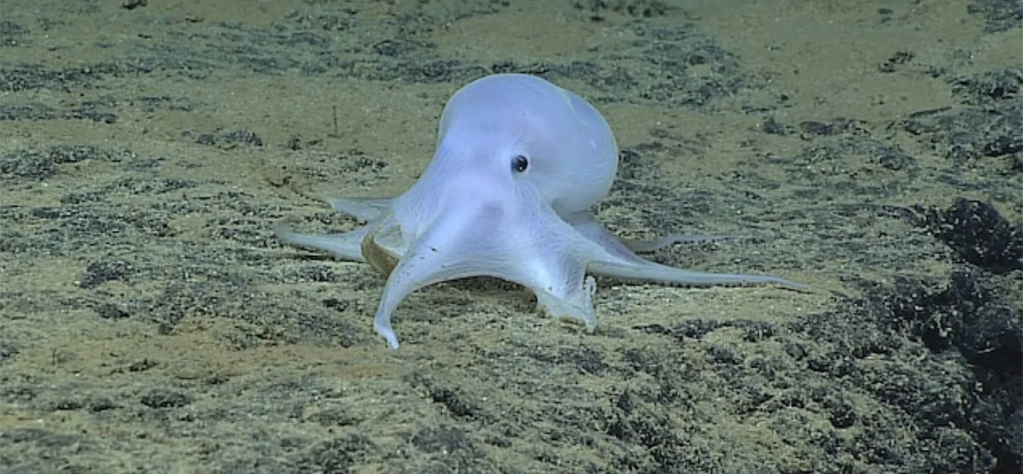 This octopus lays its eggs on the stalks of sponges attached to polymetallic nodules on the seabed in the Clarion-Clipperton Zone.