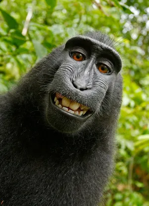Monkey Selfies, Elephant Paintings, and the Future of Copyright Law