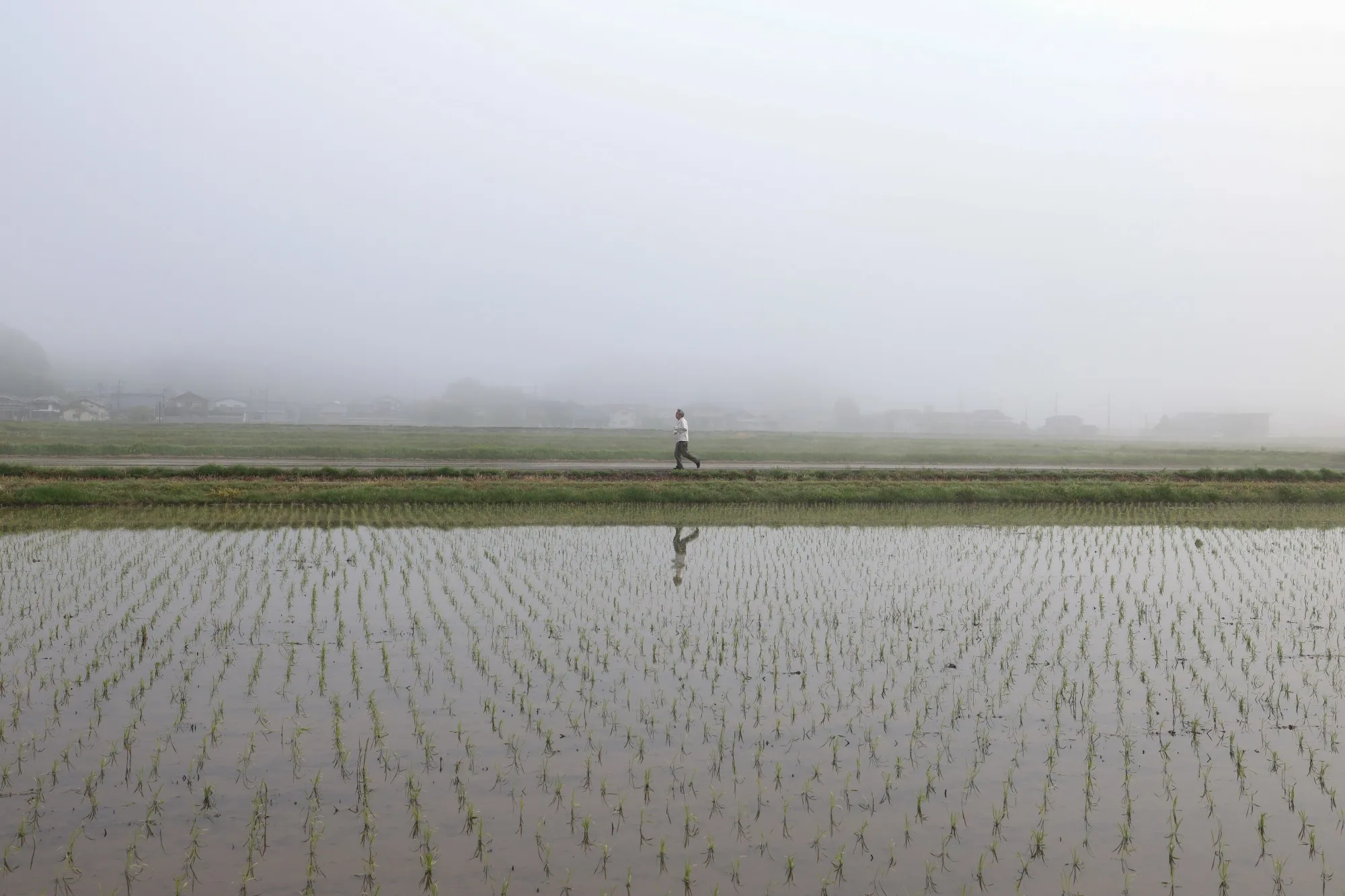 A man walks in a paddy field.